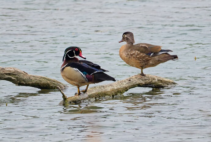 DSCF0305_DxO