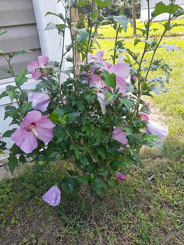 IMG_20250824_132156717