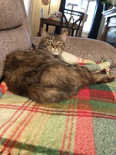 17c80a31-f54c-42d1-93ac-5c442f020bee