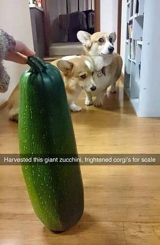 fetchimage_85