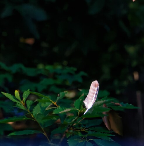 DSCF3115_DxO