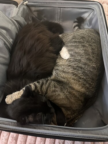 77AB0DC0-E4A4-40BE-885A-2608241F4BF0_1_105_c