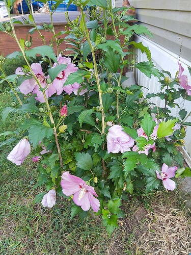 IMG_20250824_132204924