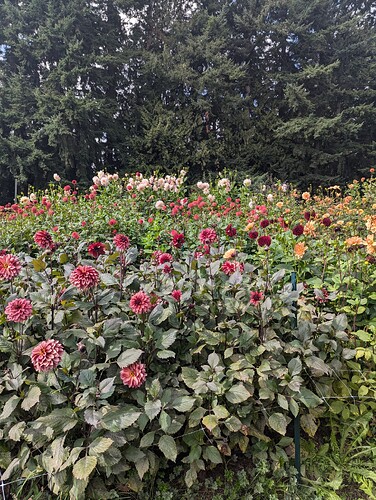 PXL_20250918_193737628