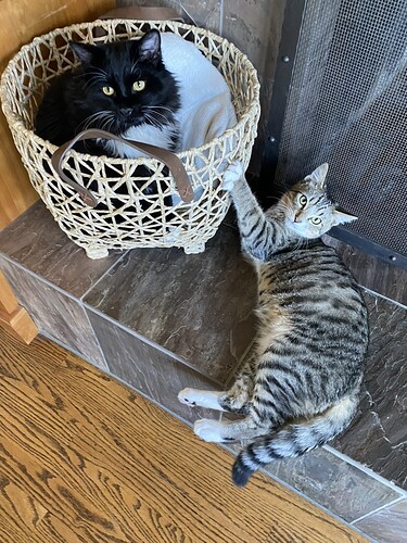 B3AA638C-9F67-4613-ABA2-E64FBBF081D5_1_105_c