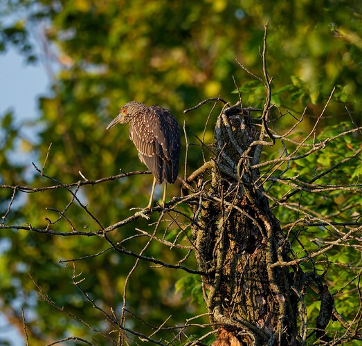 DSCF5217_DxO