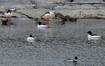 DSCF9686