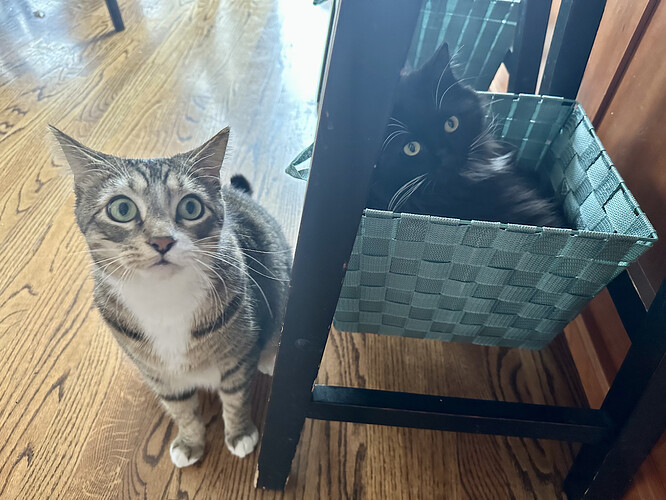 136A998F-F27E-42CA-BC92-FD663AB197C9_1_201_a